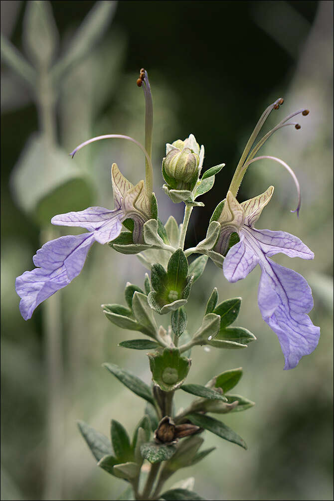 Слика од Teucrium fruticans L.