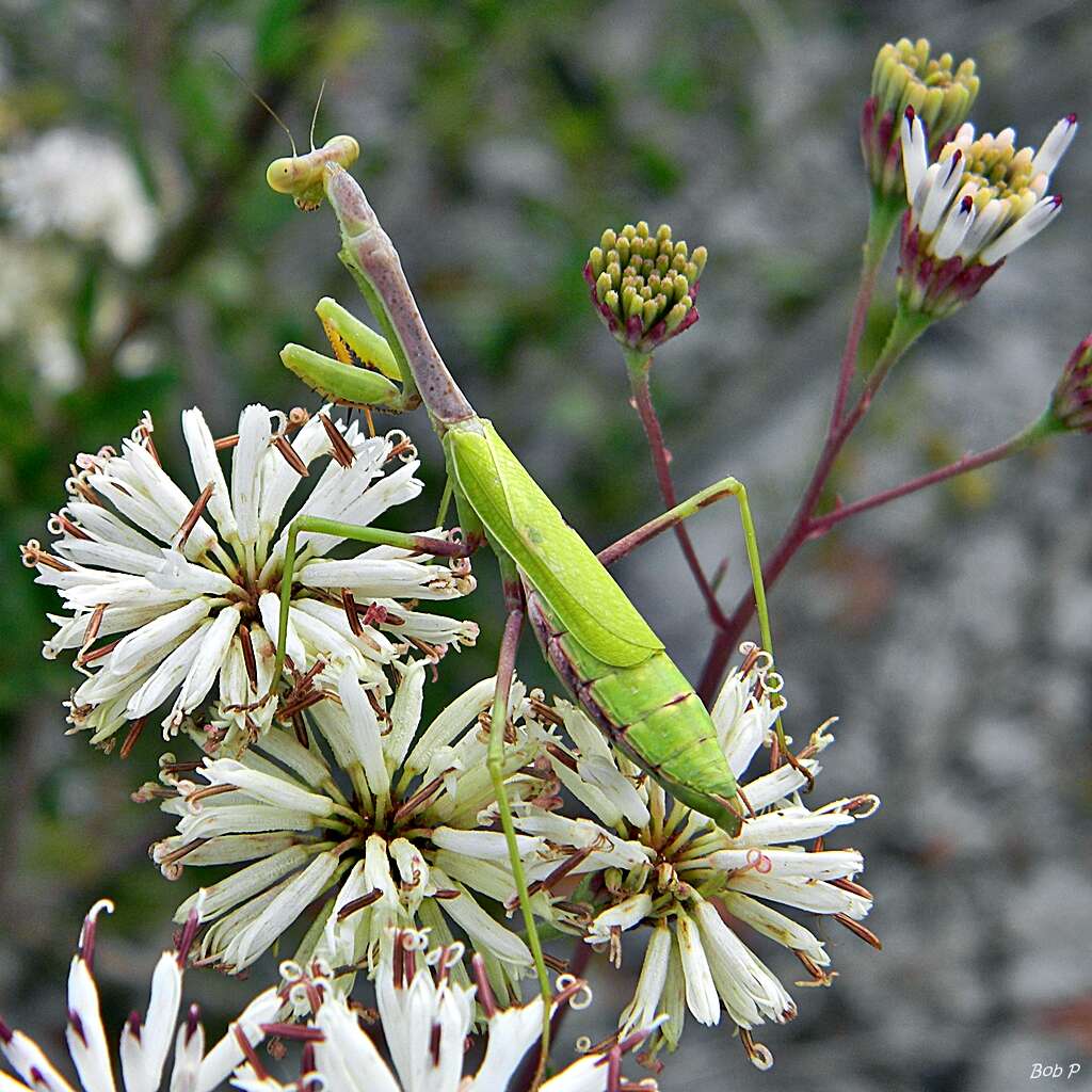 Image of Stagmomantis