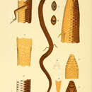 Sivun Lerista punctatovittata (Günther 1867) kuva