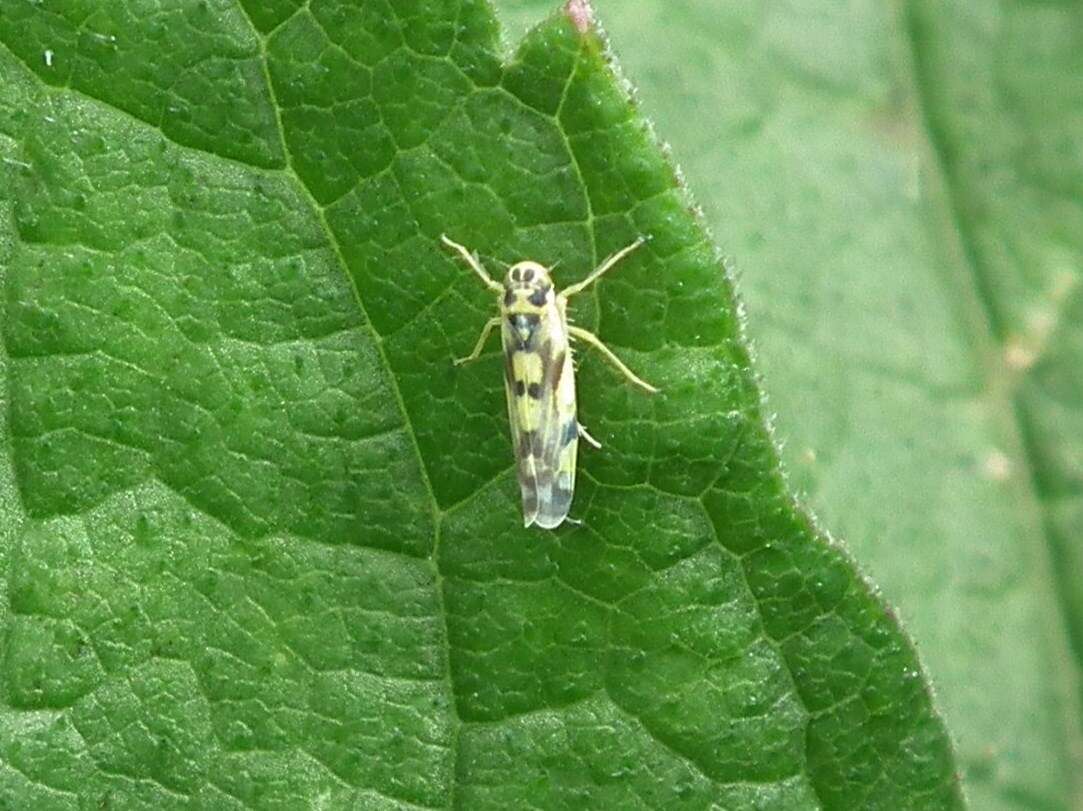 Imagem de Eupteryx (Eupteryx) aurata (Linnaeus 1758)