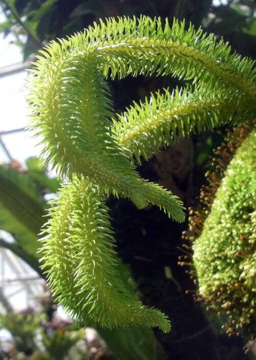 Image of rock tassel fern