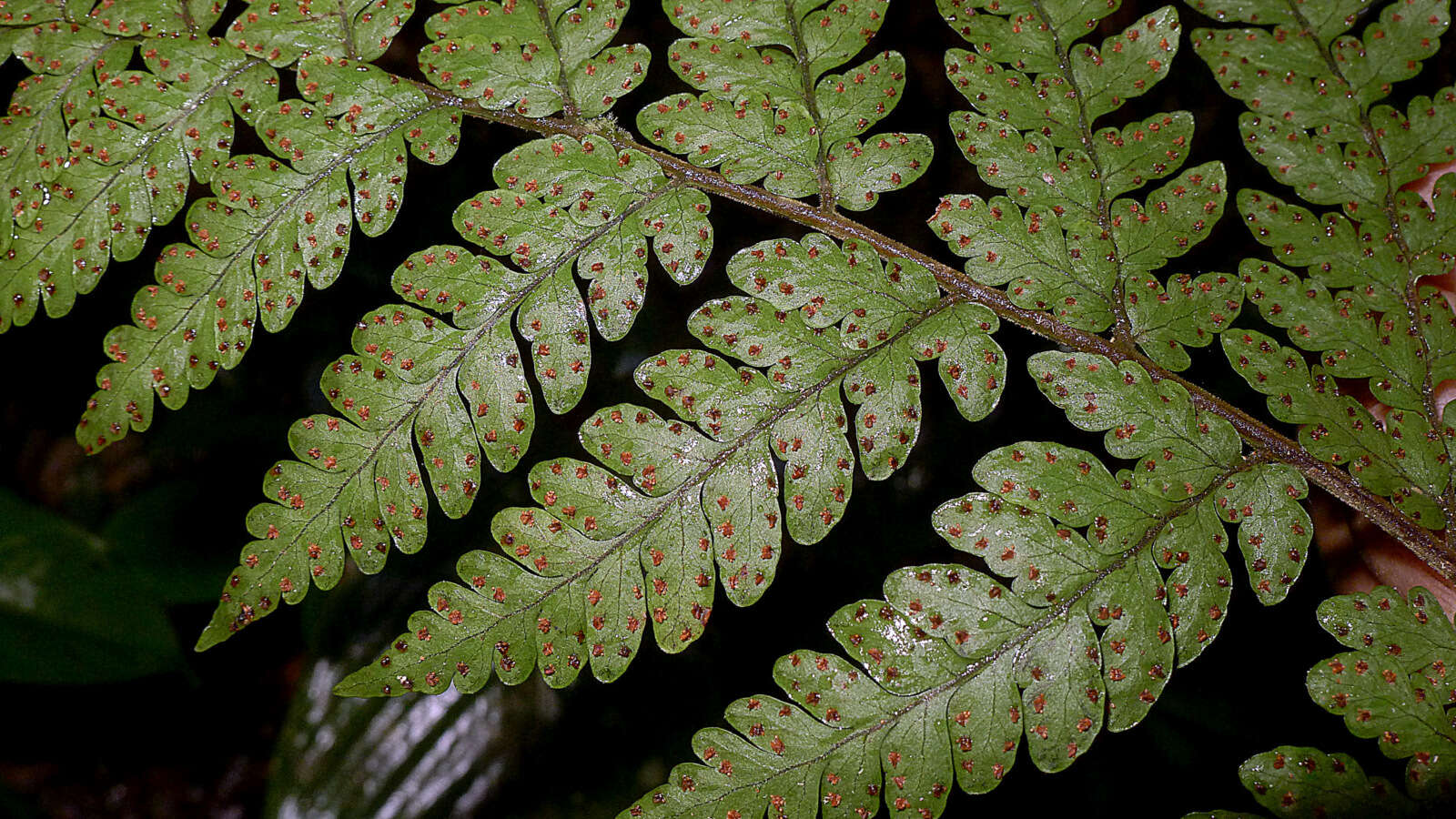 Image de Triplophyllum hirsutum (Holtt.) J. Prado & R. C. Moran