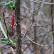 Image of fuchsiaflower gooseberry