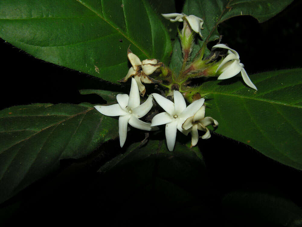 Image of Duroia costaricensis Standl.