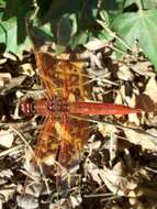 Image of Flame Skimmer