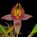 Image of Bulbophyllum praetervisum J. J. Verm.