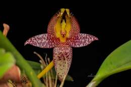 Imagem de Bulbophyllum praetervisum J. J. Verm.