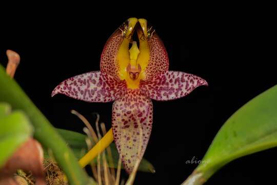 Image de Bulbophyllum praetervisum J. J. Verm.