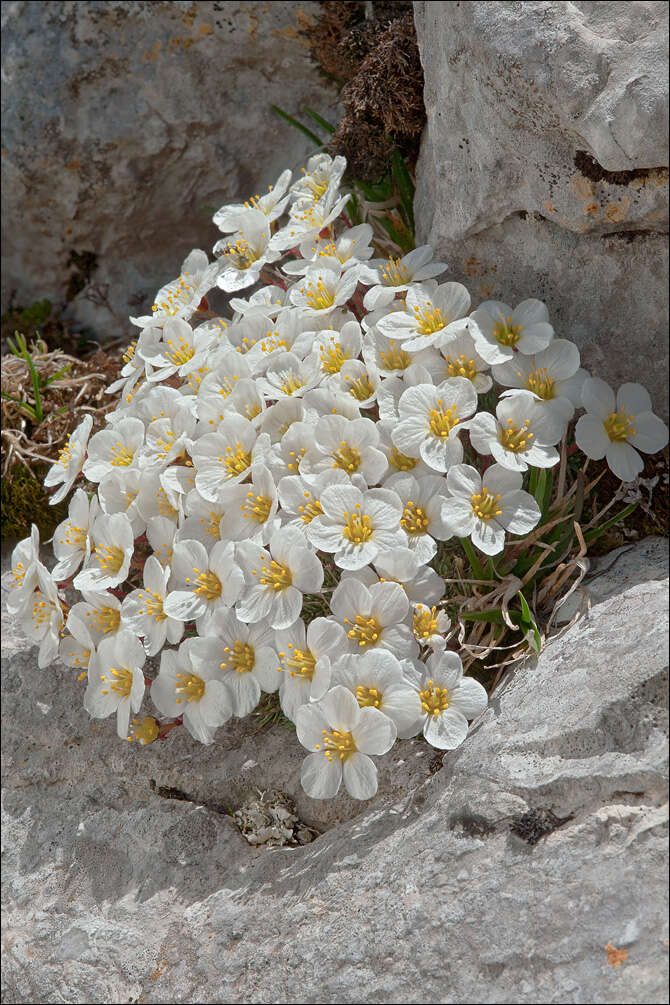 Plancia ëd Saxifraga aretioides Lapeyr.