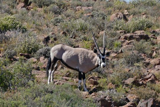 Image of Gemsbok