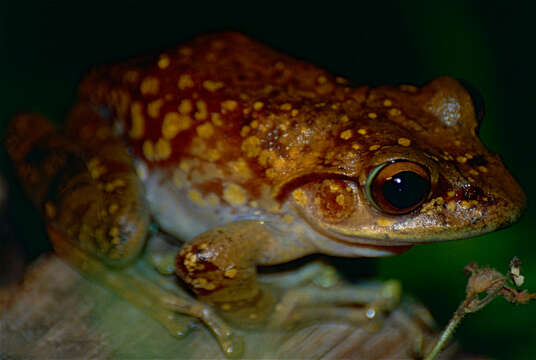 Image of Goudot's Bright-eyed Frog