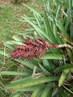 Image of Aechmea distichantha Lem.