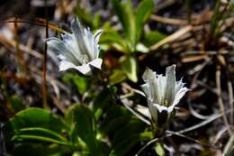 Image of alpine gentian