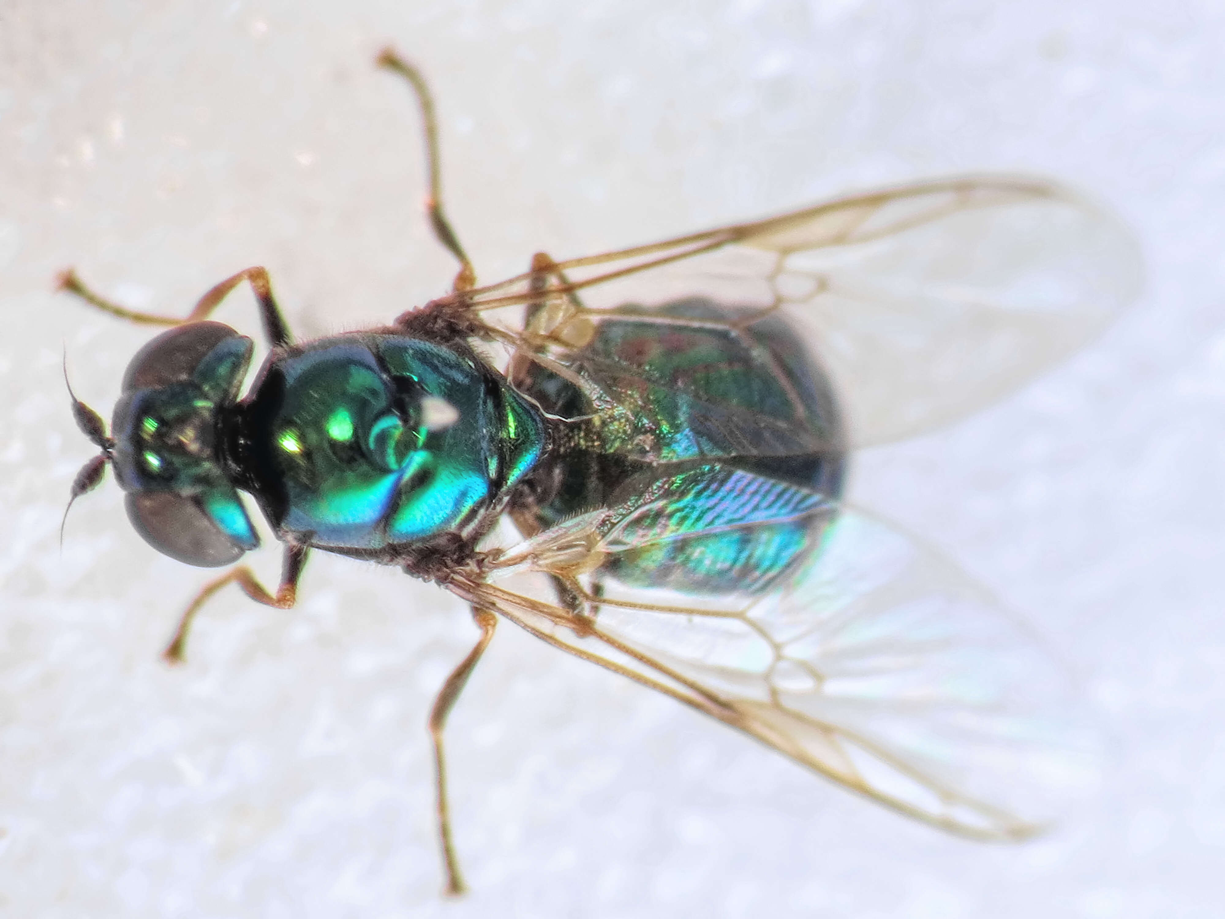 Image of Soldier fly