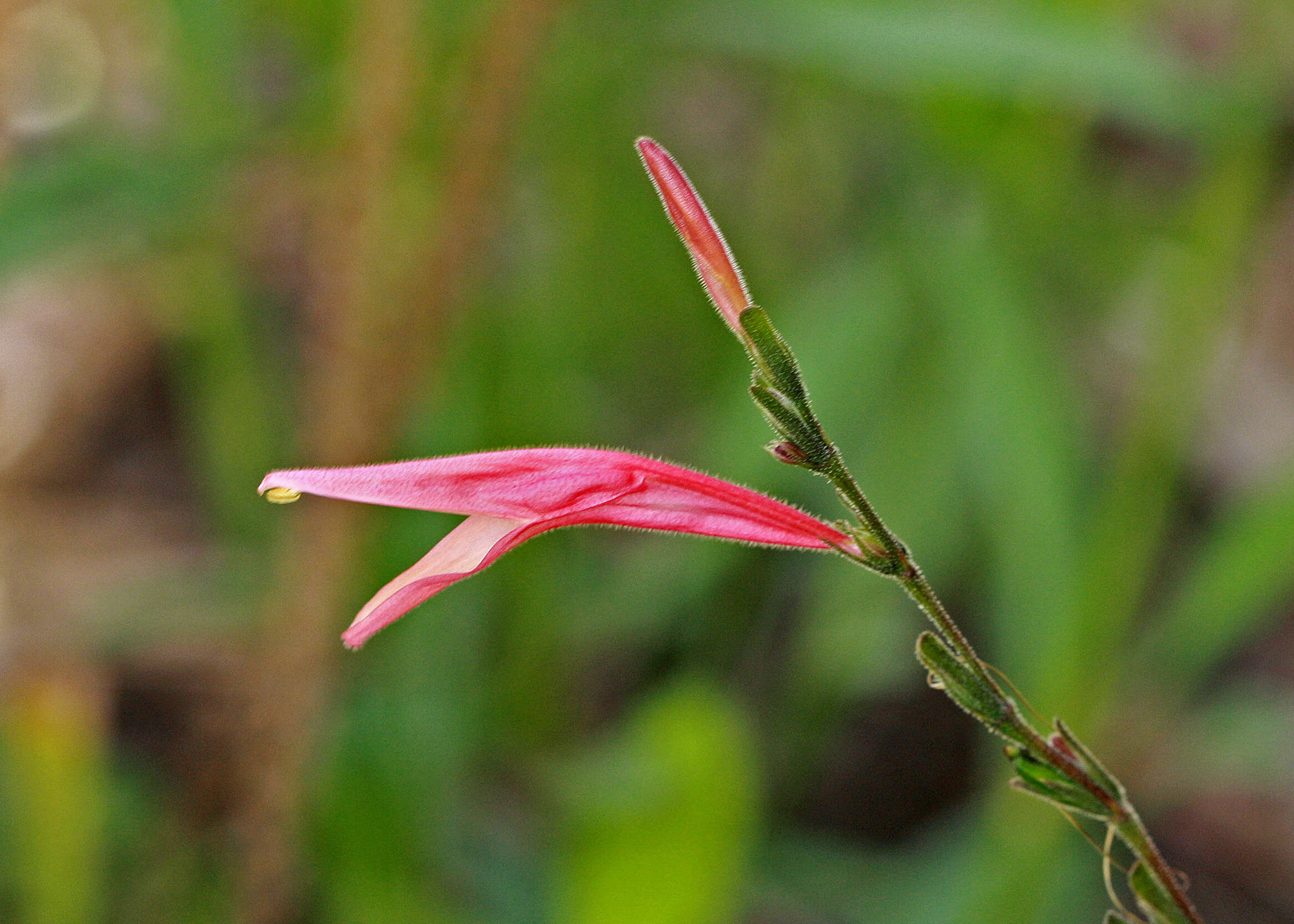 Image de Dicliptera sexangularis (L.) Juss.