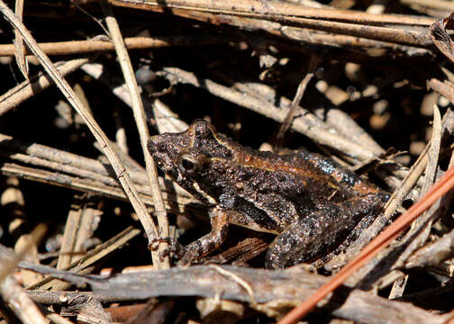 Image of Southern Cricket Frog