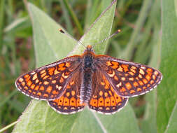 Image of Euphydryas aurinia