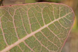 Image of milkweed