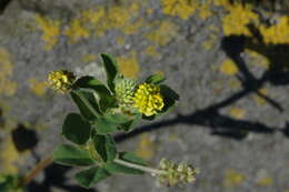 Слика од Medicago