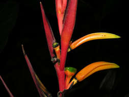 Image of Heliconia osaensis Cufod.