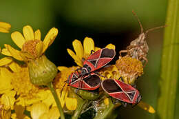 Image of ragwort