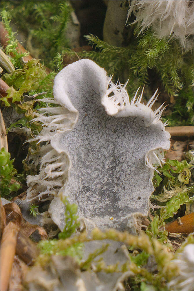 Image of Peltigeraceae
