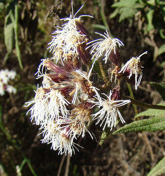 Image of Aristeguietia salvia (Colla) R. King & H. Rob.