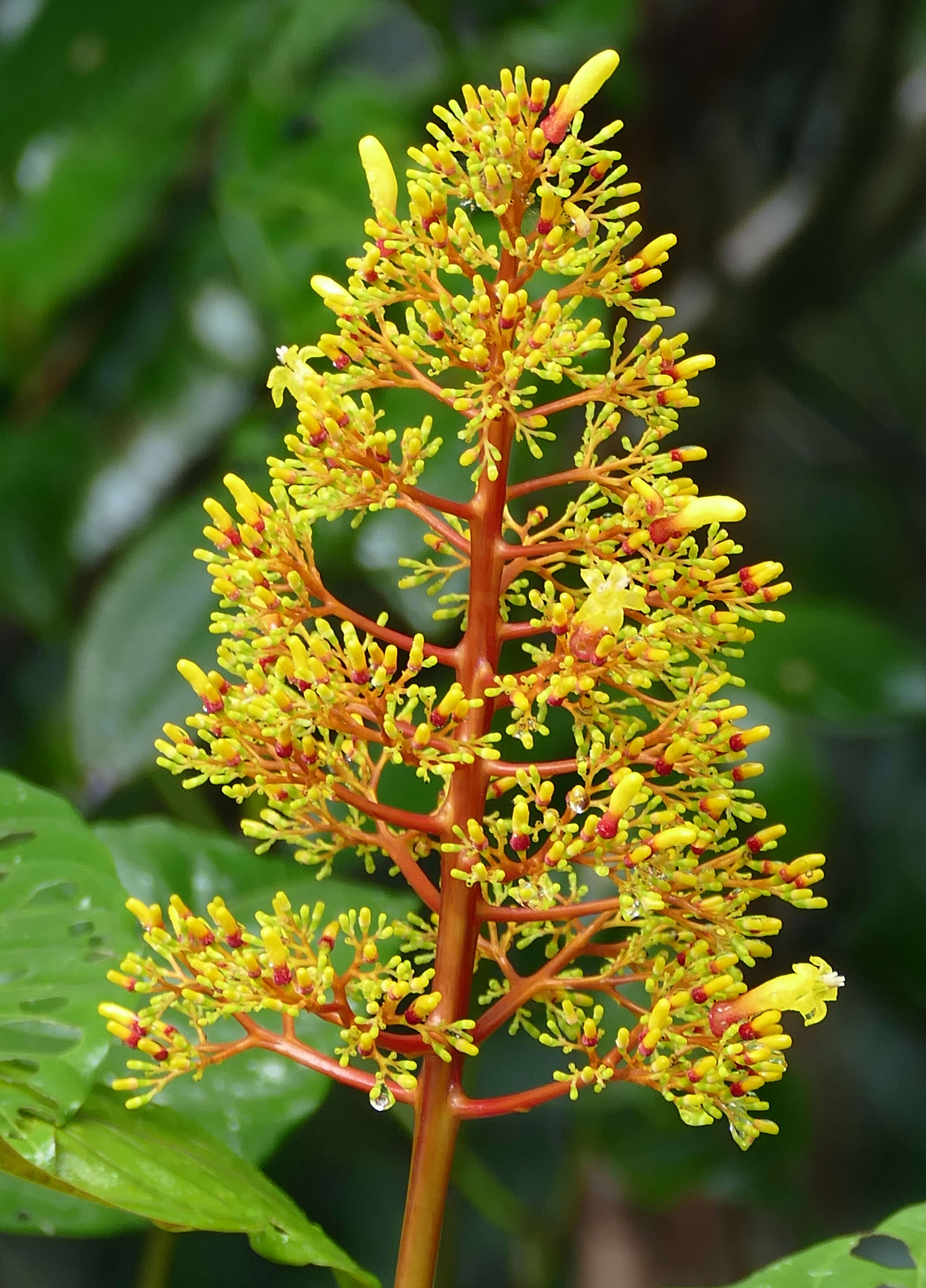 Palicourea guianensis Aubl.的圖片