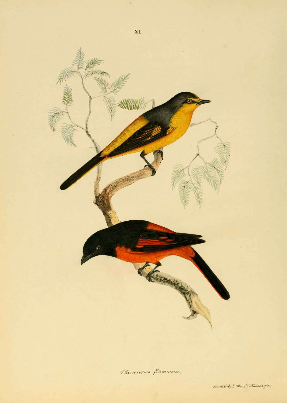 Image of Minivet