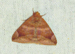 Image of Dysgonia renalis Hampson 1894