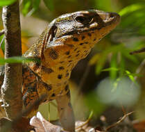 Image of Gold tegu