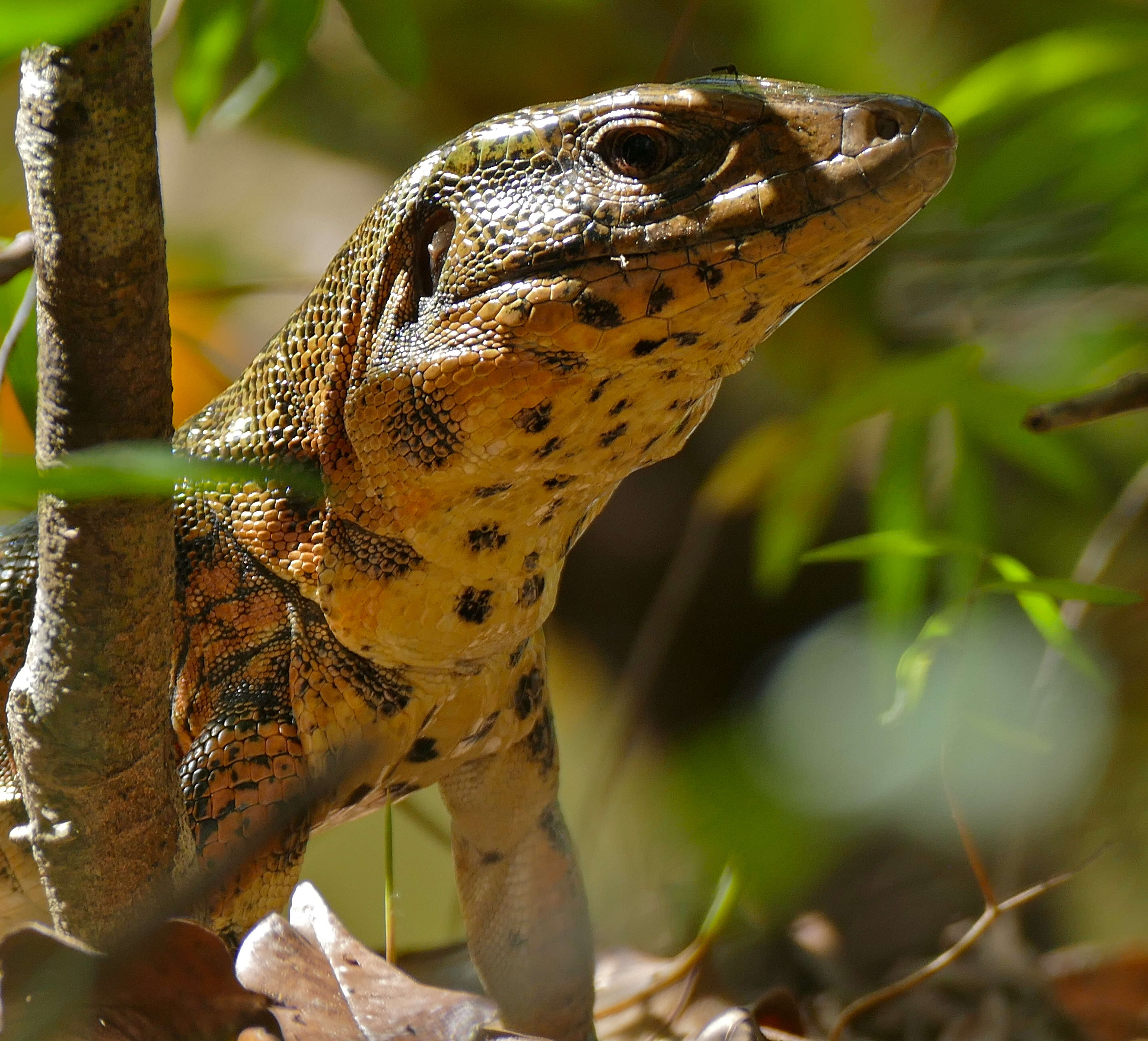 Image of Gold tegu