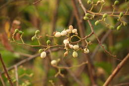 Image of jujube