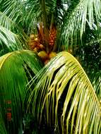 Image of coconut palm