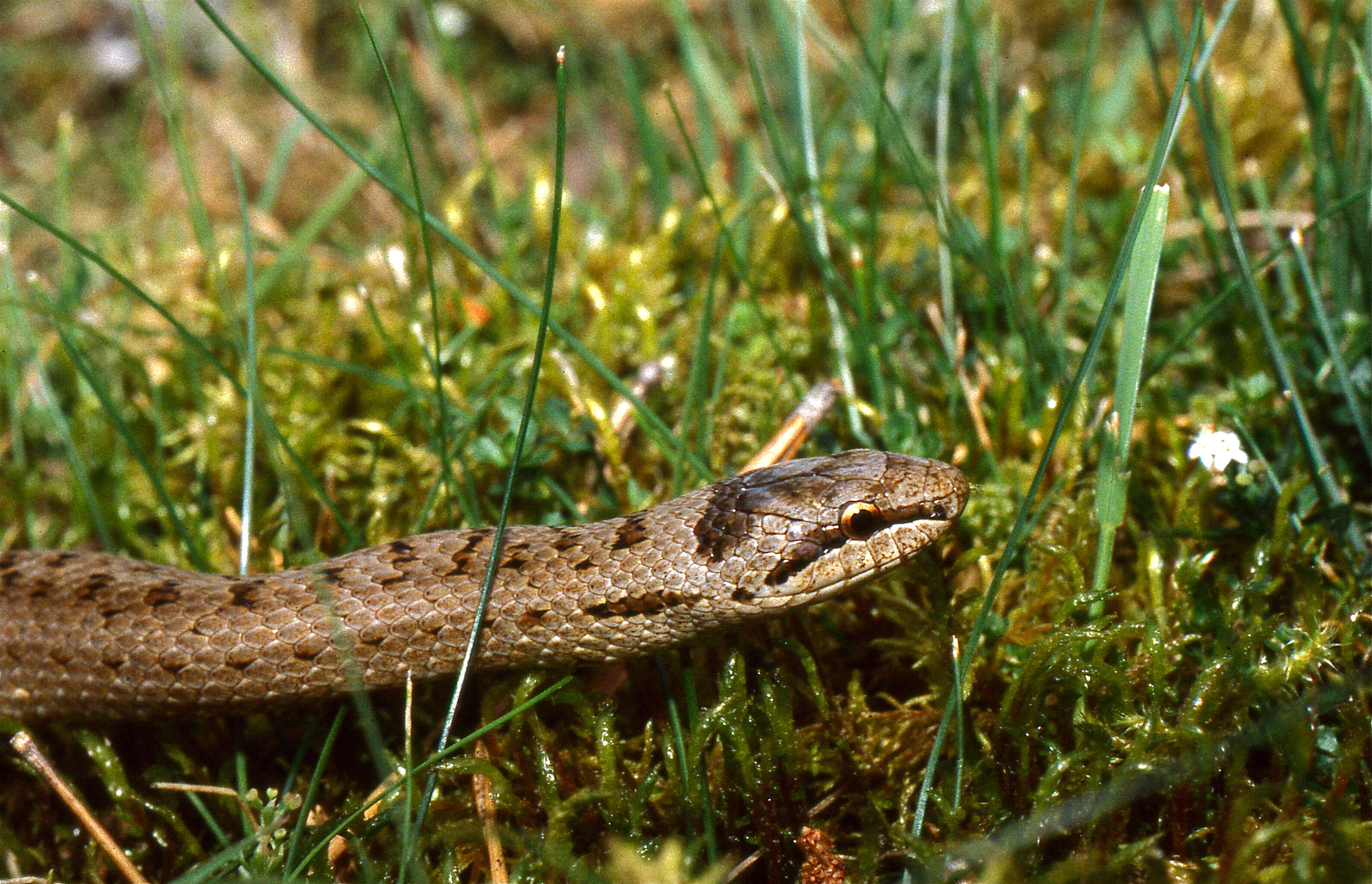 Image of Smooth Snakes