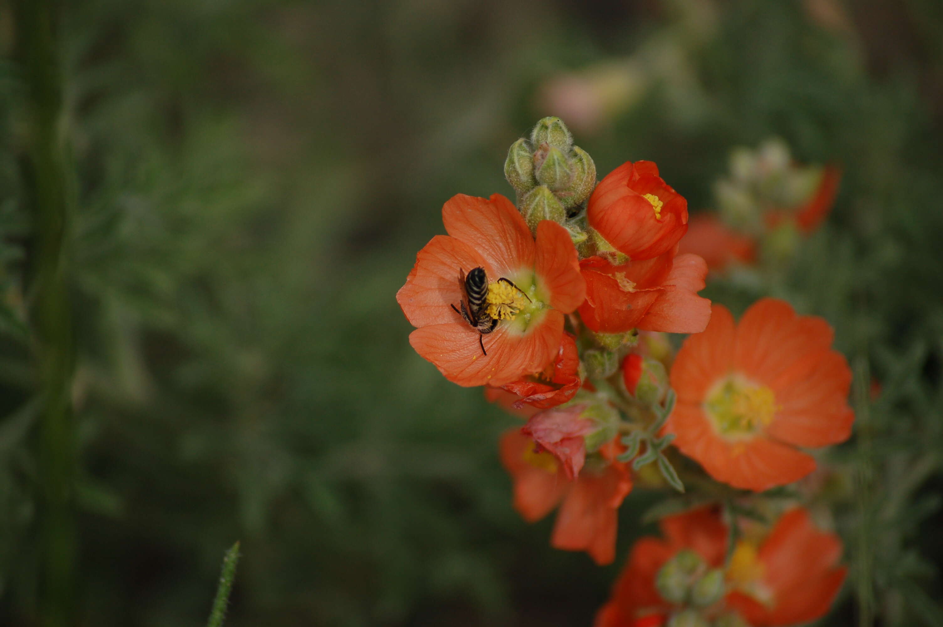 Image of globemallow