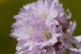 Image of Sea Pinks