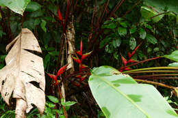 Image of lobster-claw family