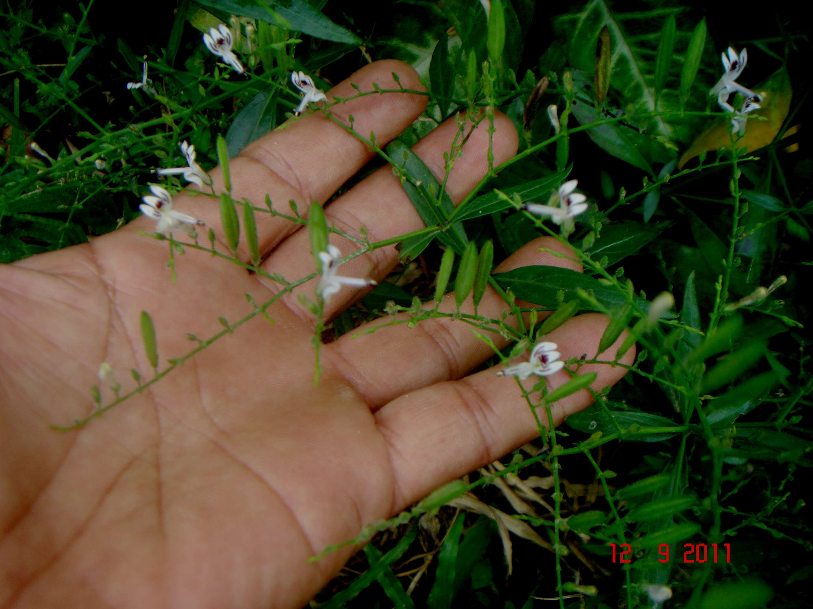 Image of false waterwillow