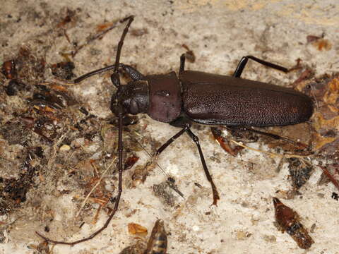 Image of Long-horned beetle