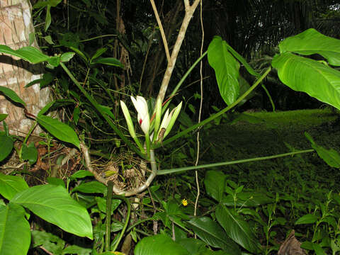 Philodendron tripartitum (Jacq.) Schott的圖片