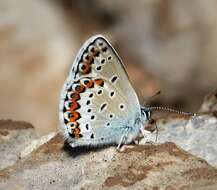 Image of Plebejus