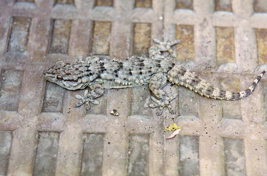 Image of American Wall Gecko