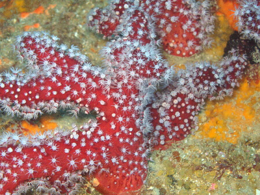 Image of Mediterranean sea-fingers