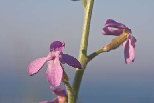 Image of Sea Stock