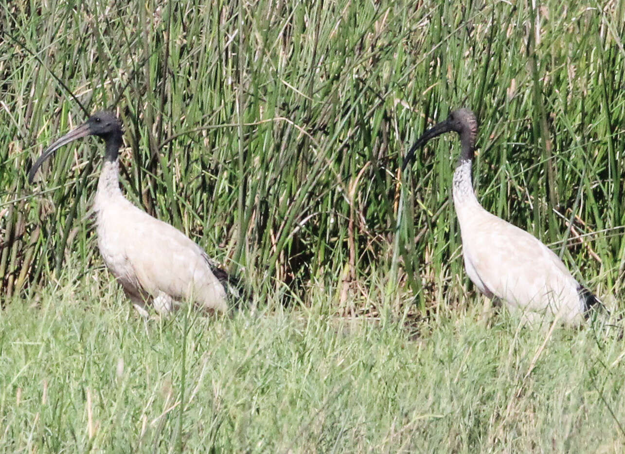 Threskiornis molucca (Cuvier 1829) resmi