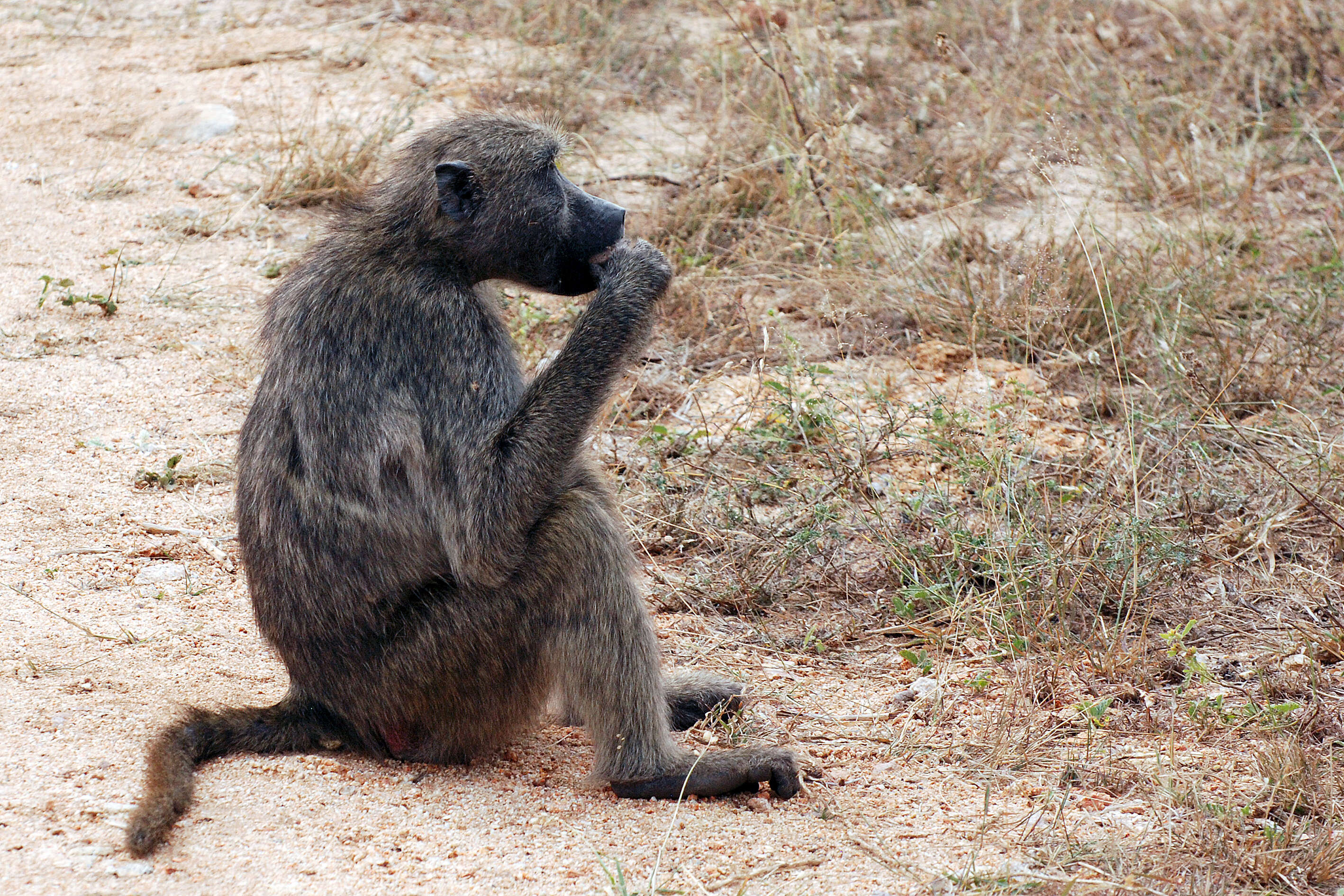 Image of Baboon