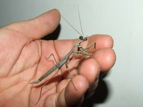 Image of Archimantis