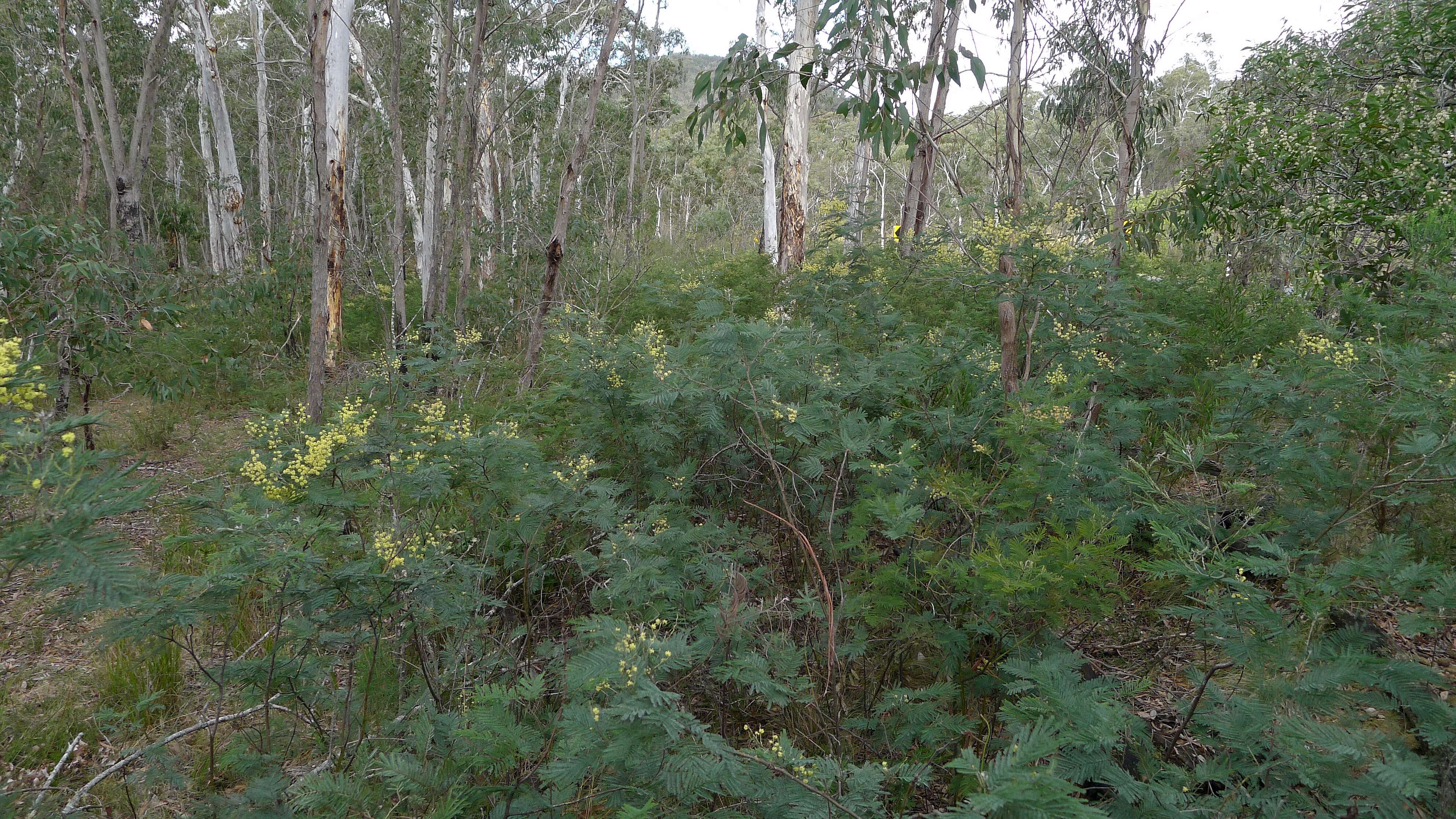 Image of Silver Wattle