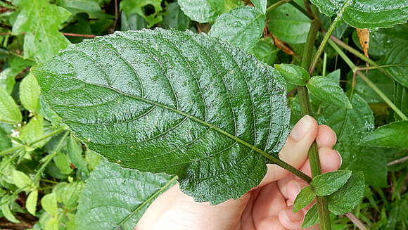 Image of Ruellia ochroleuca Mart. ex Nees